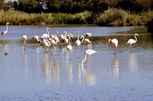 Flamingos in Camargue in the vicinity of Saintes-Maries-de-la-Mer in Languedoc-Roussillon.