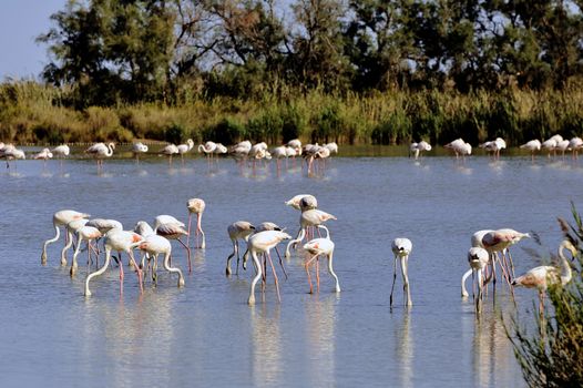 Flamingos in Camargue in the vicinity of Saintes-Maries-de-la-Mer in Languedoc-Roussillon.