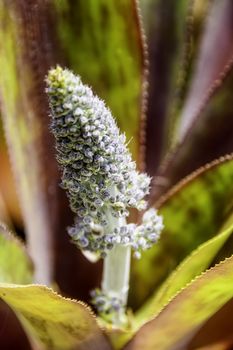 Close up of flower of bromeliad, a tropical decorative plant