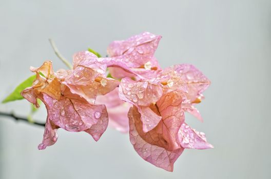 Dew drops on closeup of pink bougainvillea.