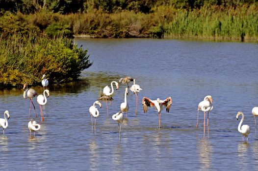 Flamingos in Camargue in the vicinity of Saintes-Maries-de-la-Mer in Languedoc-Roussillon.