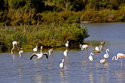 Flamingos in Camargue in the vicinity of Saintes-Maries-de-la-Mer in Languedoc-Roussillon.