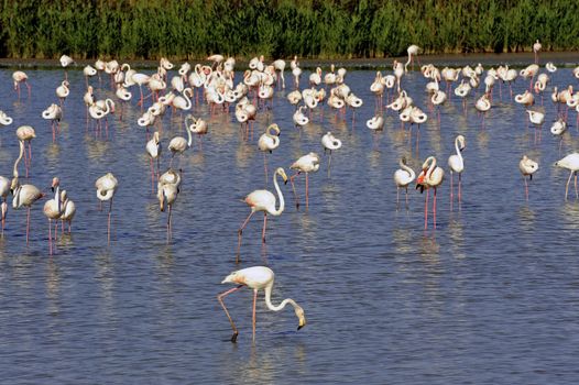 Flamingos in Camargue in the vicinity of Saintes-Maries-de-la-Mer in Languedoc-Roussillon.