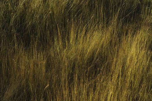 Sunrise hits closeup of grass in a rural area