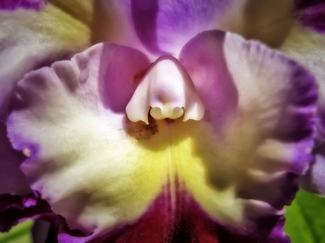 Macro shot of lavender and yellow orchid