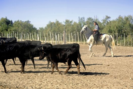 Girl Gardian working a herd of bulls in a herd of Camargue, French region specialized in the breeding bulls.