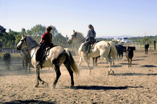 Girls Gardians working a herd of bulls in a herd of Camargue, French region specialized in the breeding bulls.