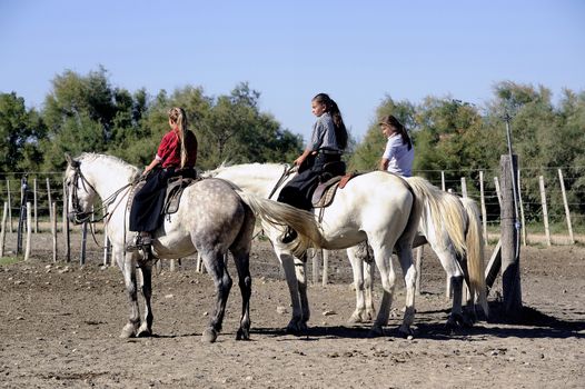 Girls Gardians working a herd of bulls in a herd of Camargue, French region specialized in the breeding bulls.