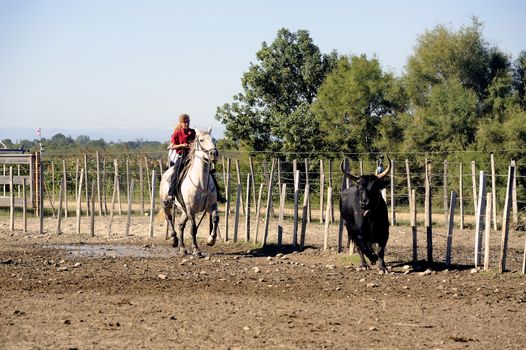 Girl Gardian working a herd of bulls in a herd of Camargue, French region specialized in the breeding bulls.