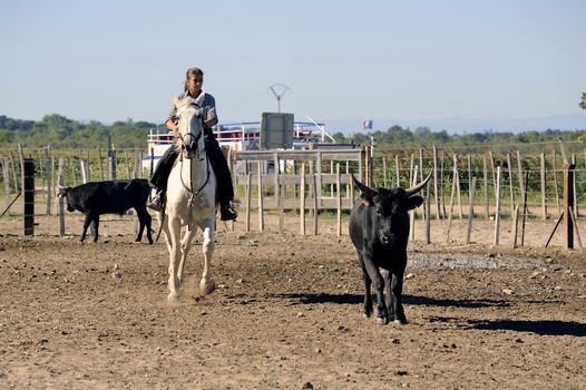 Girl Gardian working a herd of bulls in a herd of Camargue, French region specialized in the breeding bulls.