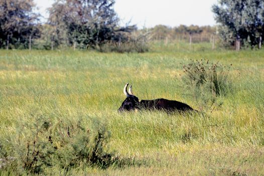 Camargue bulls in their pasture in the tall grass.