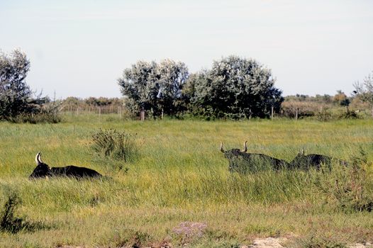 Camargue bulls in their pasture in the tall grass.