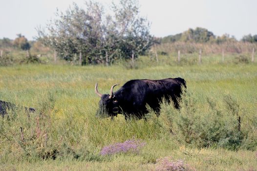 Camargue bulls in their pasture in the tall grass.