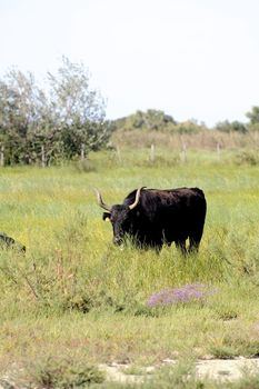 Camargue bulls in their pasture in the tall grass.