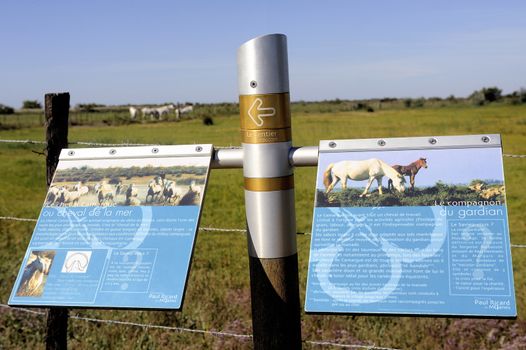 Signaling on the way Vaccar�s Camargue explaining Camargue horses nicknamed the sea horse, companion Guardian.