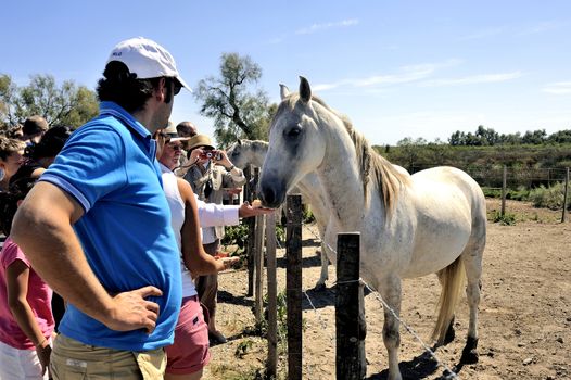 Tourists who discover Camargue horses and gives food while others take pictures at Saintes-Maries-de-la-Mer.