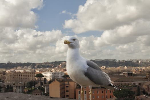 Seagull in Rome, Italy Series
