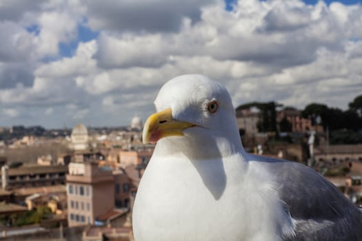 Seagull in Rome, Italy Series