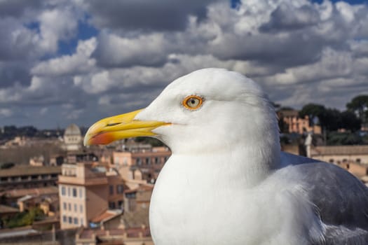 Seagulls in Rome, Italy Series