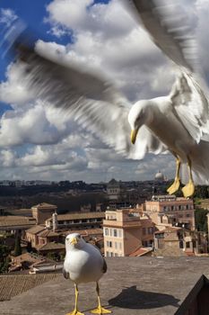 Seagull in Rome, Italy Series