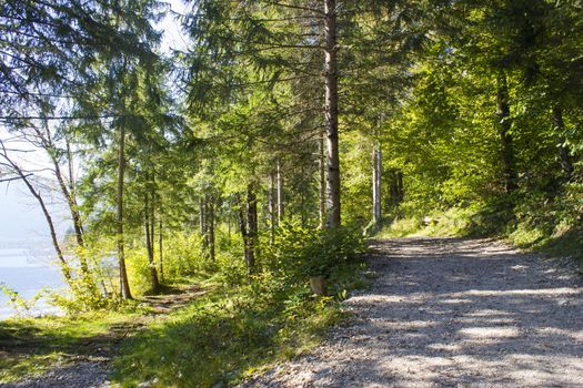 forest by the Bohinj lake, Slovenia