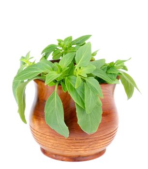 Fresh Raw Green Basil Leaves in Wooden Pot isolated on white background