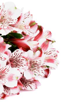 Bunch of Beauty Pink Alstroemeria with Leafs isolated in white background