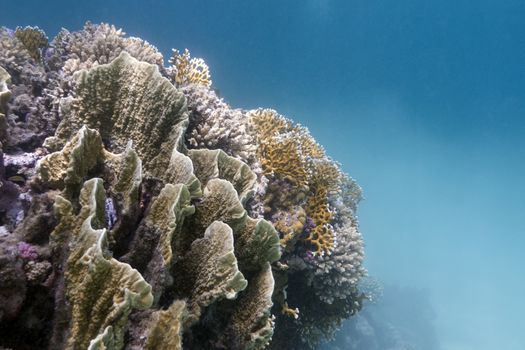 coral reef with great fire coral at the bottom of tropical sea