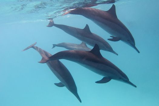 some dolphins in tropical sea on a background of blue water
