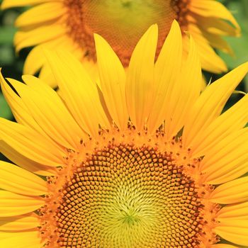 Closeup of Sunflower