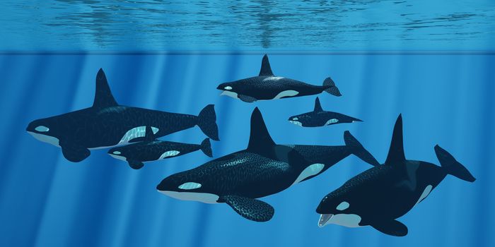 A pod of Killer whales swim together through light rays from the sky above.