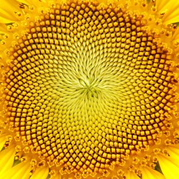 Closeup of Sunflower