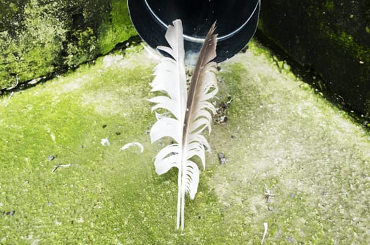 Two feathers on green outdoor background