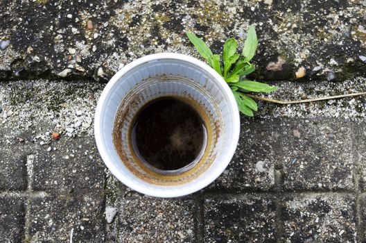 Coffe Outdoor on the stone and green plant