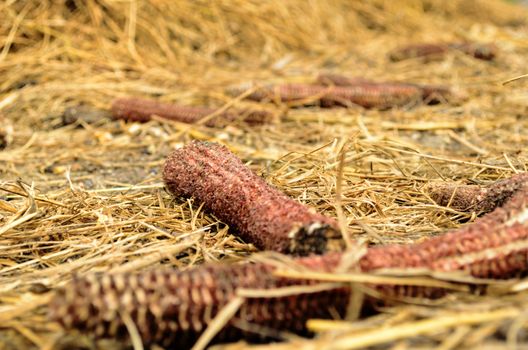 Waste left after harvest and some corn cobs