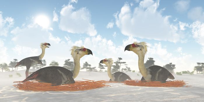 A male Phorusrhacos bird of prey watches over a colony of nesting females during the Miocene Era.