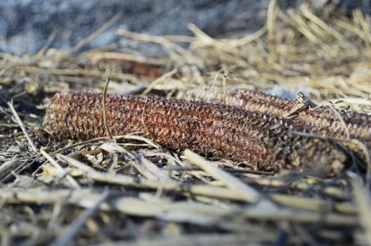 Waste left after harvest and some corn cobs