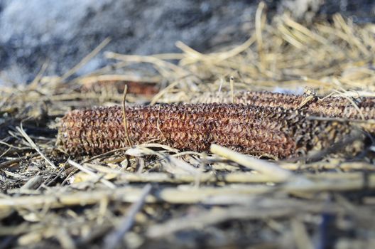 Waste left after harvest and some corn cobs