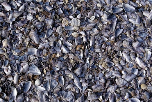 Close-up view of empty shells covering the ground at a beach                  