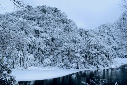 Panoramic view of dense forest under a snowy cover on the shore              