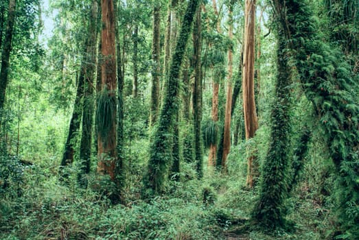 Picturesque view of tree trunks overgrown with fern                     