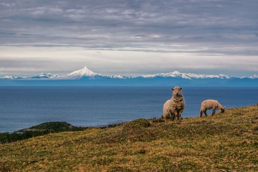 Panoramic view of sheep grazing on a hill with ocean and mountains in the background                   