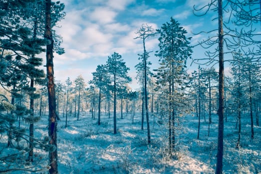 Picturesque view of snow-covered trees at sunset