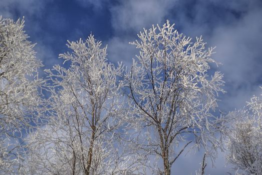 Close-up view of frozen trees against cloudy sky                  