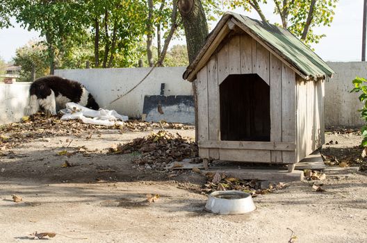 Wooden doghouse