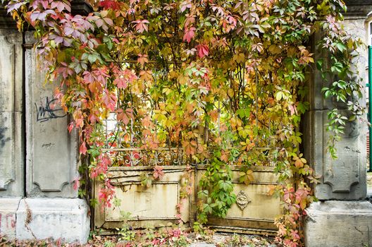 Old gates door with autumn leaves
