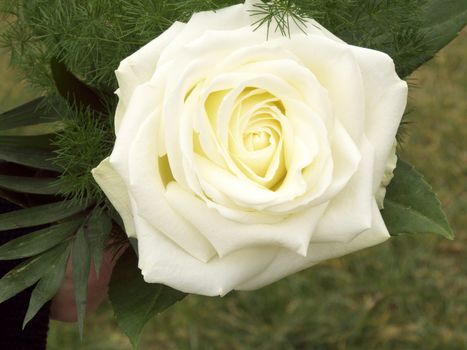 A beautiful blooming white rose on a blurred background.
