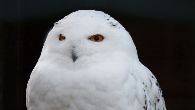 Snow owl