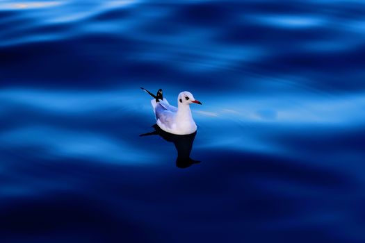 One white seagull floating in the deep blue sea