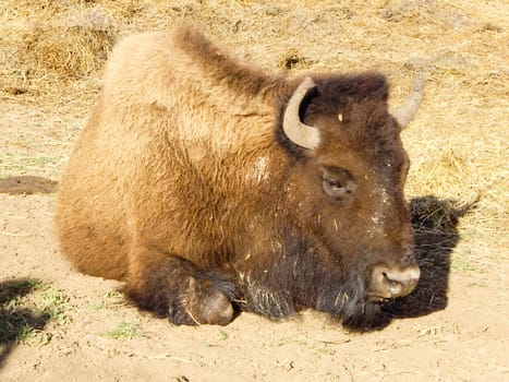 buffalo rests for a while in Yellowstone National Park